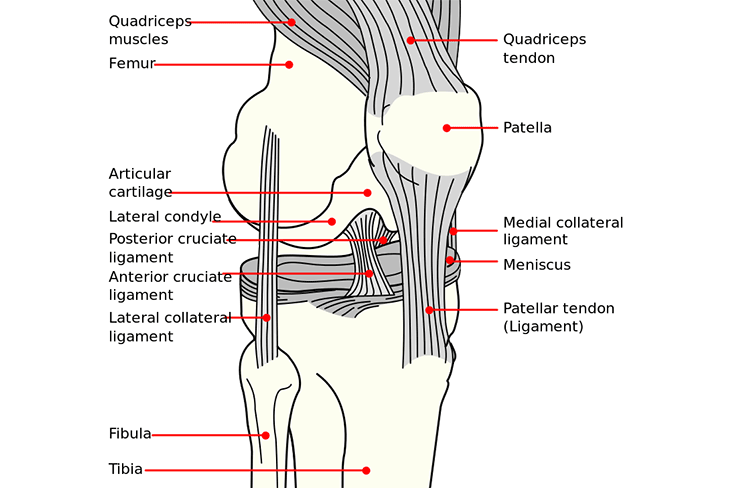 Common Knee Injuries